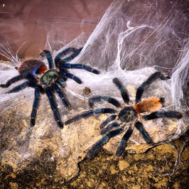 1.1 Oligoxystre diamantinensis adult