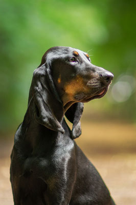 Black and Tan Coonhound Hündin Lou-Ann