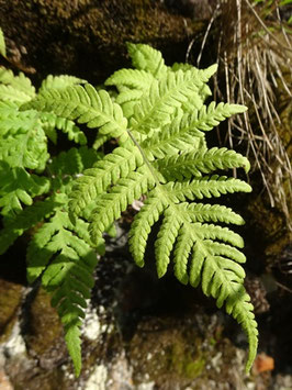 Phegopteris connectilis, Pyrénées (photo Ugo)