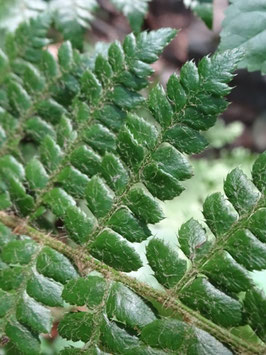 Polystichum braunii, Pyrénées (photo Ugo)