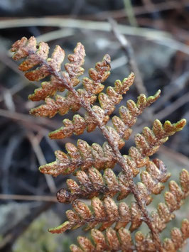 Paragymnopteris marantae, Tenerife (photo Ugo)