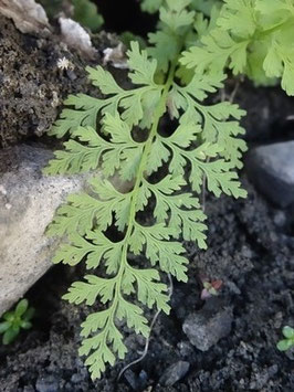 Cystopteris alpina, Luchonnais (photo Ugo)