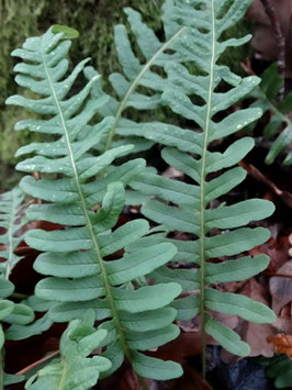 Polypodium vulgare, Lorraine (photo ugo)