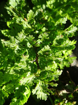 Cryptogramma crispa, Pyrénées (photo Ugo)