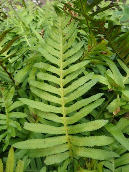 Polypodium cambricum, Roquebrune (photo ugo)