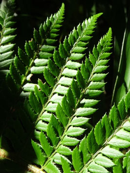 Polystichum aculeatum, Vosges (photo Ugo)
