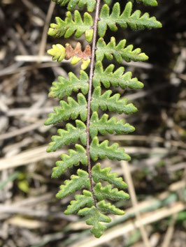 Myriopteris aurea, Mexique (photo Ugo)