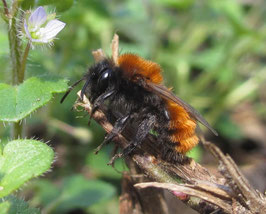 Rotpelzige Sandbiene (Andrena fulva), Foto: J. Siemers