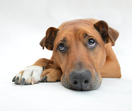 Chien qui s'ennuie. Le chien marron à poils courts est couché et lève les yeux au ciel.