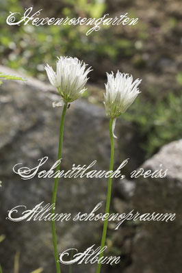 Hexenrosengarten Kräuter Schnittlauch weiß Allium schoenoprasum Album Büte