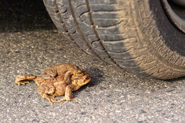 Amphibien Erdkröte Erdkröten Auto Autos Autoreifen Amphibienschutzzaun NABU Düren