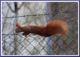 Eichhörnchen (Sciurus vulgaris)