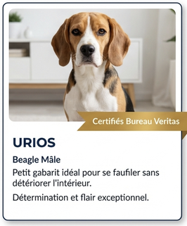 Urios: chien détecteur de punaises de lit 