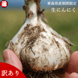 【新物予約】 早割り 生産者直送 生にんにく 青森 送料無料 新鮮土根つき採れまま訳あり 普通便