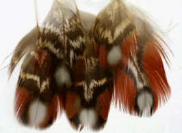 Tragopan Augenfedern