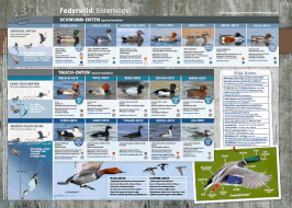 4) Federwild Enten