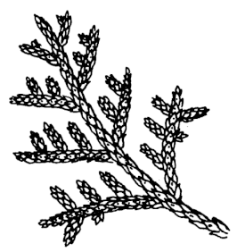 Thuja