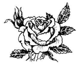 Rose, bulgarisch
