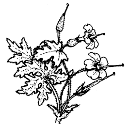 Geranium (Rosengeranie)