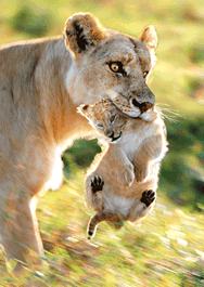 authentic CARD - Löwin bringt Junges in Sicherheit