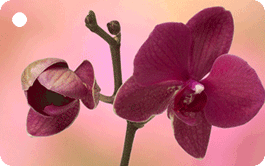 authentic CARD mini - Orchideen 02 (3D Paketanhänger)