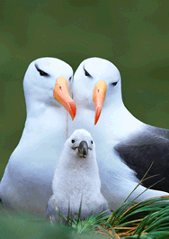 authentic CARD - Albatrosfamilie