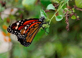 authentic CARD - Flügelschlag eines Monarchfalters