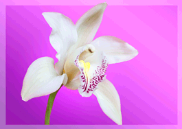authentic-CARDS - Orchideen 01