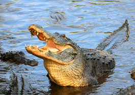 authentic CARD - Mississippi-Alligator