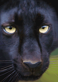 authentic CARD - Im Angesicht des Schwarzen Panthers