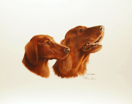 "IRISH SETTER HEADS"