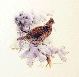 "GROUSE"