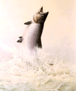 "ATLANTIC SALMON"