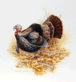 "TURKEY"