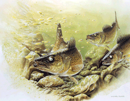 "YELLOW WALLEYE"