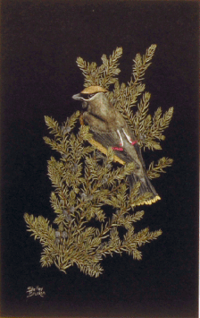 "CEDAR WAXWING"