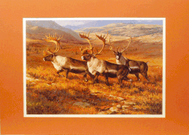 "MIGRATION TIME"