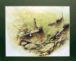 "YELLOW WALLEYE"