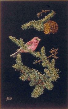 "PURPLE FINCH"