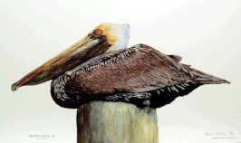 "BROWN PELICAN"