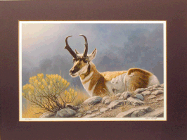 "PRONGHORN ANTELOPE"