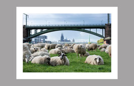 Poster "Poller Wiesen" 50x70 cm