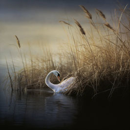 Christoph Künne - Swans in the Reeds #1
