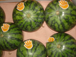 Wassermelone Baby kernlos - Angurie Baby