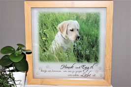 Hunde sind Engel