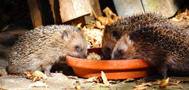 Neuen Wohnraum für Igel schaffen