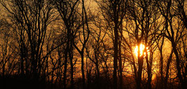 Waldbaden im Winter