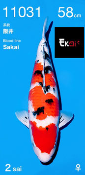 sanke de sakai fish farm nisai femelle avec certificat 58cm en decembre 2021!!!