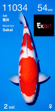 kohaku de sakai fish farm nisai femelle avec certificat 54cm en decembre 2021!!!