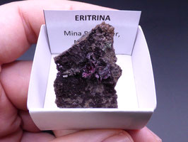 LOW 551 - ERITRINA